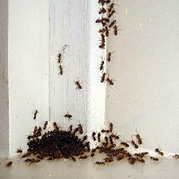 karınca ilaçlama
